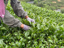 Load image into Gallery viewer, Oolong+Black Tea Special