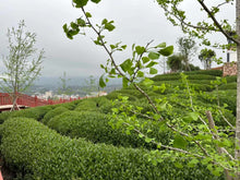 Load image into Gallery viewer, Oolong+Black Tea Special